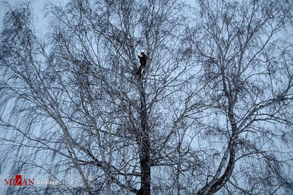 یک دانش آموز و اینستاگرامر در بالای درختی در روسیه برای بالاتر بردن سرعت اینترنت.