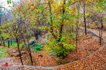 پاییز در منطقه جماران تهران

