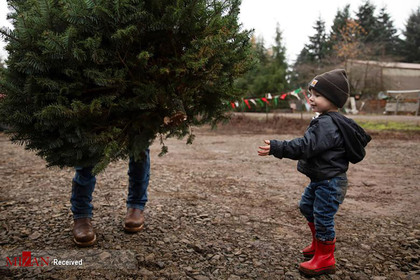 کودکی در حال خرید درخت کریسمس با پدرش.