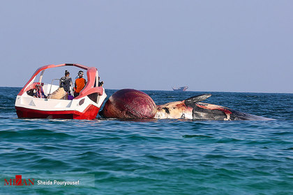 پیدا شدن دومین لاشه نهنگ در سواحل شرقی کیش
