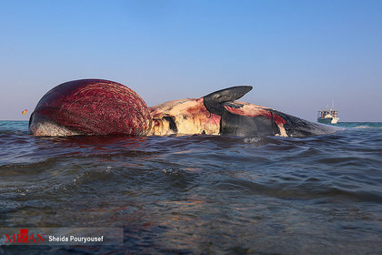 پیدا شدن دومین لاشه نهنگ در سواحل شرقی کیش
