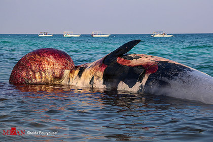 پیدا شدن دومین لاشه نهنگ در ساحل کیش