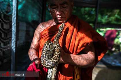نجات یک مار پیتون توسط راهب بودایی در میانمار. 