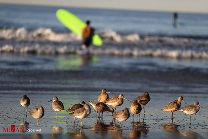 پرندگان در ساحل کالیفرنیا.