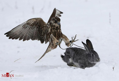 شکار خرگوشی توسط یک شاهین.