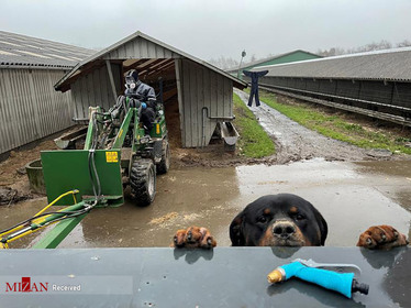 سگی در یک مزرعه در دانمارک.