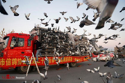 مسابقات و حراج بزرگ کبوتر ها در چین.