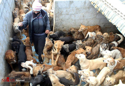 پناهگاهی برای سگ ها در سوریه.
