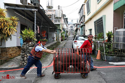 حمل خوک در تایوان.