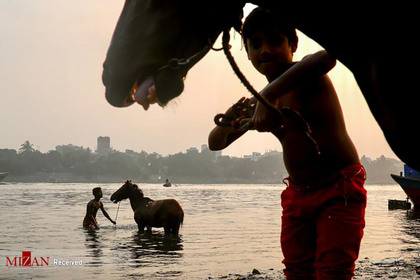 حمام دادن اسبی در رودی در بنگلادش.