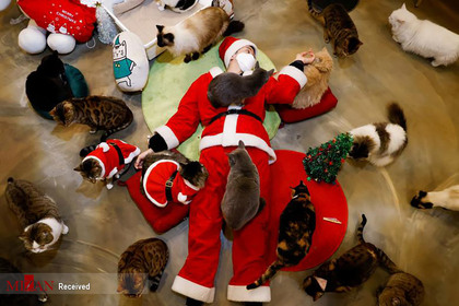 کارمند یک مرکز نگهداری از گربه ها در کره که لباس بابانوئل پوشیده است.