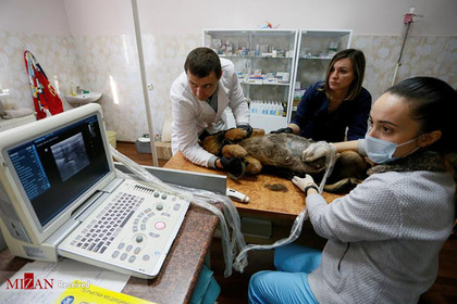 سونوگرافی یک سگ در اوکراین.