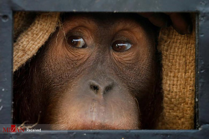 انتقال میمونی ار تایلند به مالزی.
