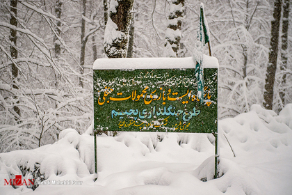 برف و کولاک در جنگل های بهشهر - مازندران
