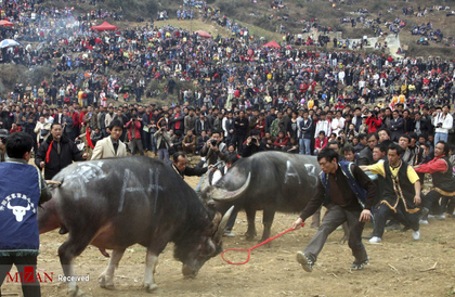 نبرد گاوها در چین.
