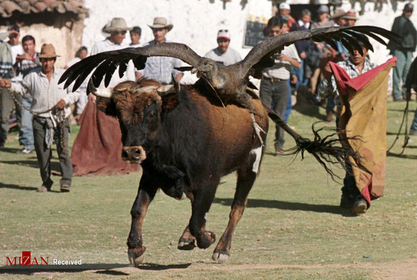 کرکس بر پشت گاو در فستیوال «خون» در پرو.
