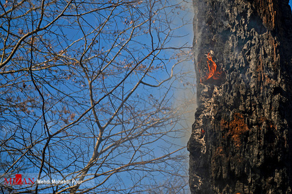 آتش سوزی در جنگل‌های نکا - مازندران
