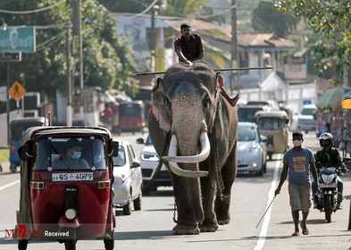 فیل بانی در یک خیابان شلوغ در سریلانکا .