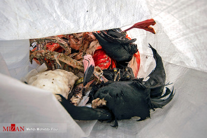 میانکاله قتلگاه پرندگان مهاجر
