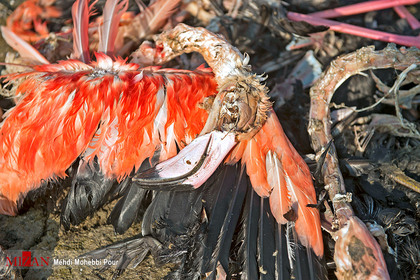 میانکاله قتلگاه پرندگان مهاجر
