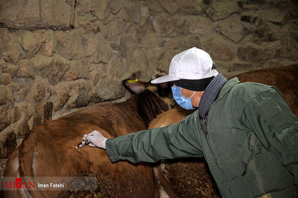 فاز دوم واکسیناسیون رایگان تب برفکی در روستا‌های محروم - کردستان