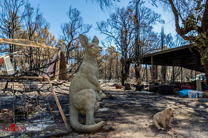مجسمه یک کانگرو در یک خانه که آتش سوزی جنگل سوخته بوده است.