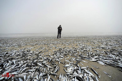 مردن ماهی ها در شیلی.