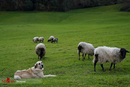 گوسفندان در اسپانیا.