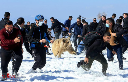 آزاد سازی خرس ها در کردستان عراق. 