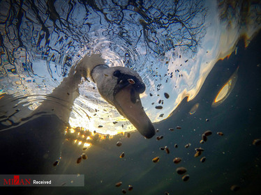 عکاس : ایان وید از انگلستان - برنده دسته جمع و جور آبهای انگلیس
