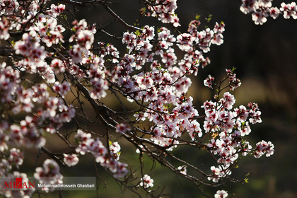 شکوفه های زمستانی - کرمان