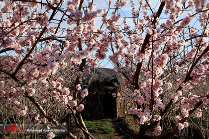 شکوفه های زمستانی - کرمان