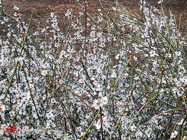 شکوفه‌های بهاری - لرستان