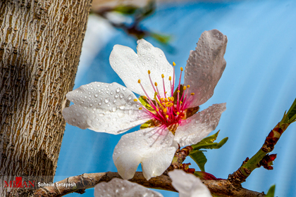 شکوفه‌های بهاری - شیراز