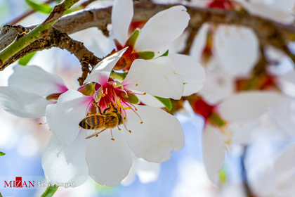 شکوفه‌های بهاری - شیراز