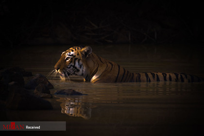 اثر ببر بنگال، توسط عکاس انگلیسی نیک دیل، برنده در گروه پرتره حیوانات
