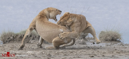اثر شیرها، توسط عکاس آمریکایی پاتریک نووتنی، مقام اول در بخش رفتار پستانداران
