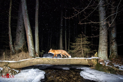 اثر  روباه توسط عکاس اهل چک، ولادیمیر چک، رتبه دوم در بخش حیوانات در زیستگاه خود
