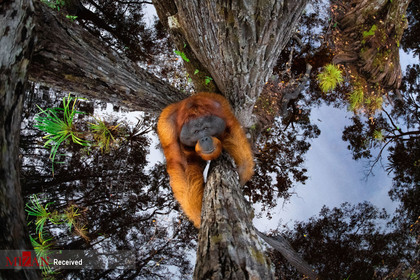 اثر جهان برعکس می‌شود  توسط عکاس کانادایی توماس ویجیان، رتبه نخست در بخش حیوانات در زیستگاه خود
