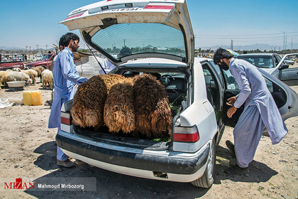 بازار فروش دام در آستانه عید قربان - زاهدان