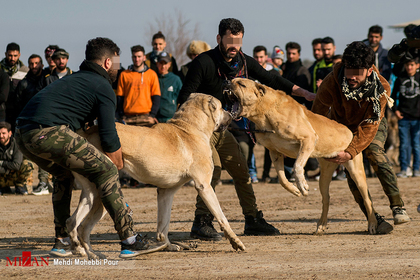 جنگ خونین سگ‌ها - (مسابقات جنگ سگ‌ها هر ساله در شهر گلوگاه و با حضور شرکت کنندگانی از سراسر استان مازندران برگزار می‌شود)