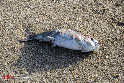 معمای مرگ گربه ماهی ها در ساحل جاسک
