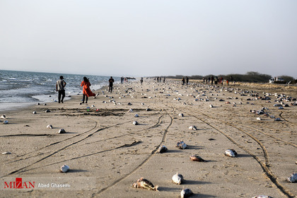 معمای مرگ گربه ماهی ها در ساحل جاسک
