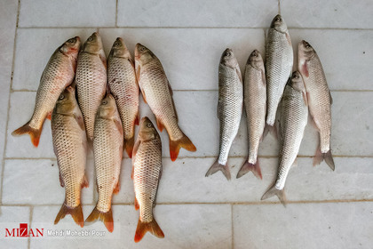 پایان فصل صید ماهی در مازندران
