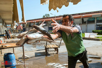 پایان فصل صید ماهی در مازندران

