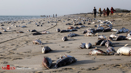 معمای مرگ گربه ماهی ها در ساحل جاسک