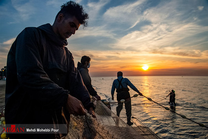 پایان فصل صید ماهی در مازندران