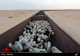 عبور قطار در صحرای بزرگ آفریقا