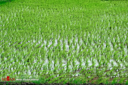 نشاء برنج در اراضی شالیزاری استان گیلان
