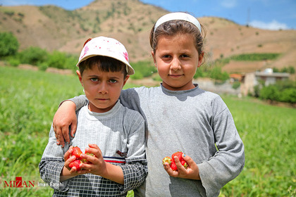 برداشت توت فرنگی - کردستان
